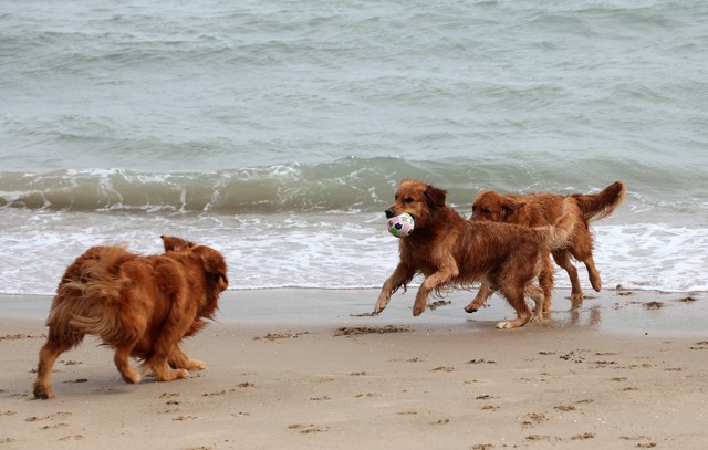 金毛对人好对狗凶,金毛为什么攻击其他狗