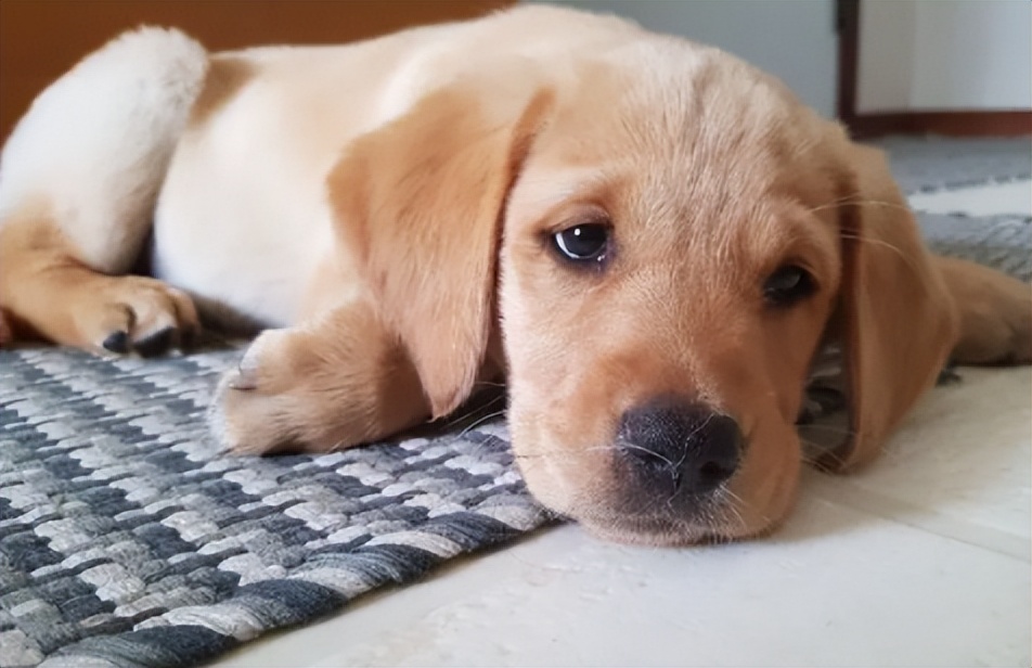 狗狗不呕吐不拉稀是细小康复了吗,狗狗可以拉稀拉血一定是细小吗