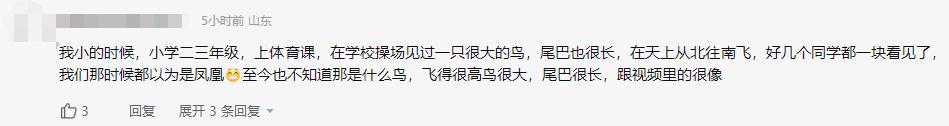青岛上空凤凰,自然界有真凤凰鸟吗