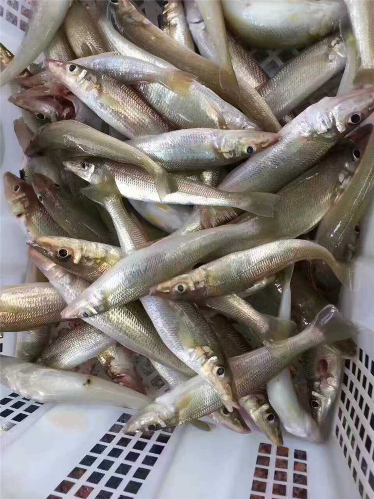 海边最常钓到海鱼品种大全及图片,海边钓鱼最常见的海鱼