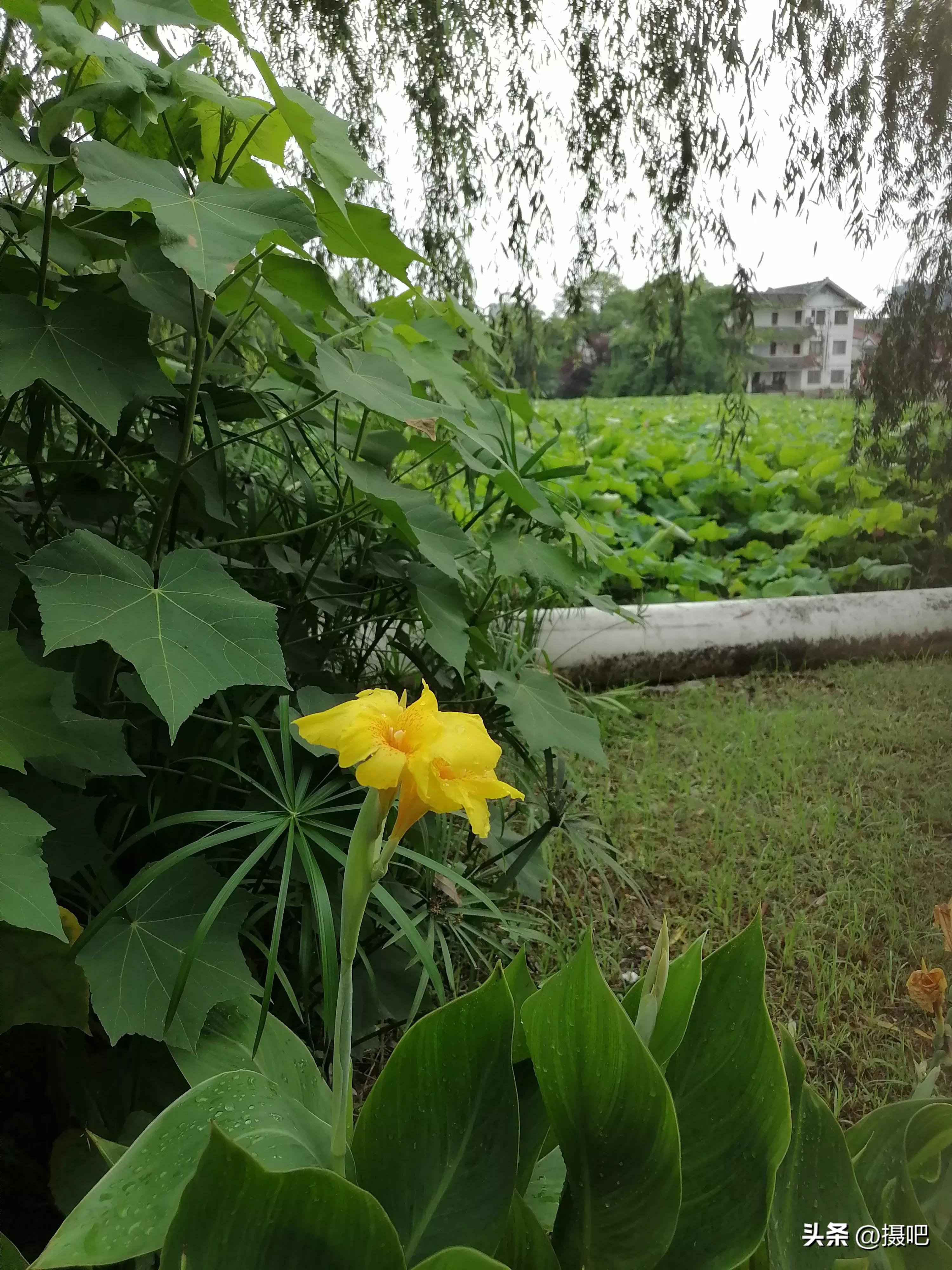 特大新鲜粽叶,大粽叶长在什么地方