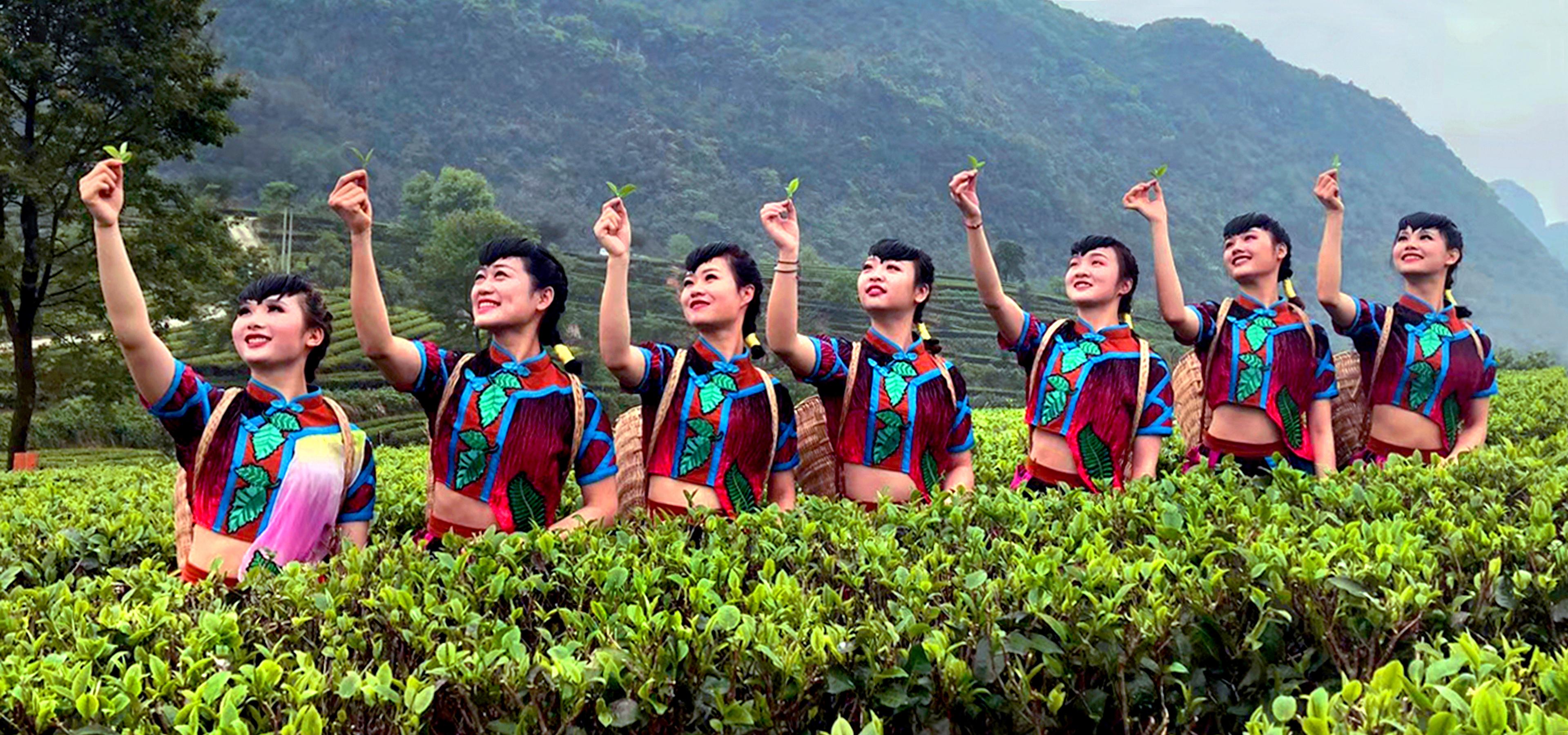 英德红茶英红九号浓香型红茶,广东英德红茶排名前十茶厂品牌