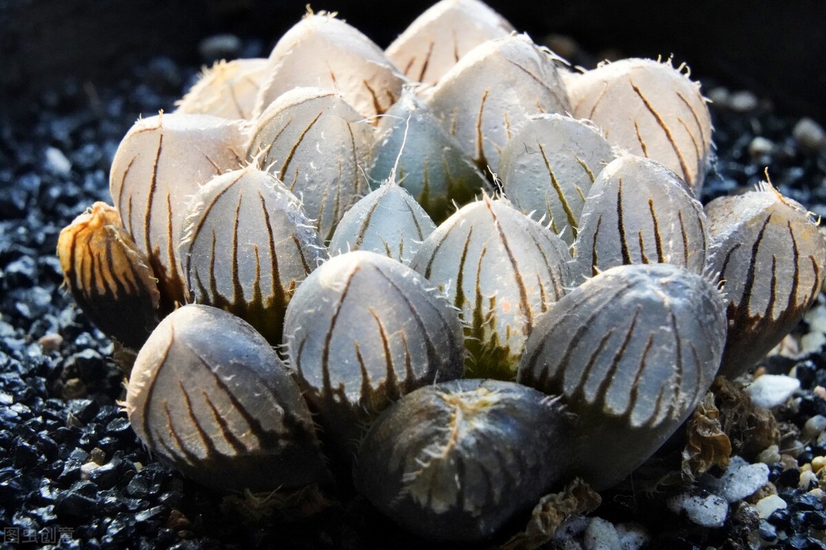 多肉种植行业,多肉植物行业前景如何