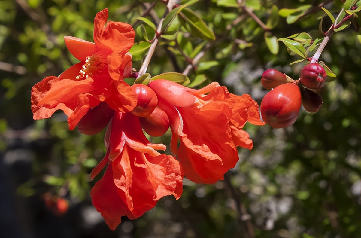 花开千叶红，无需藉春风——五月榴花，浓情似火燃，丹若照长安
