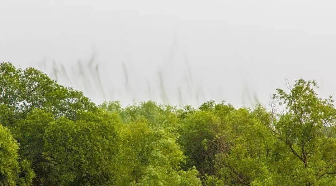 摇蚊为什么会爆发,摇蚊传播疾病吗