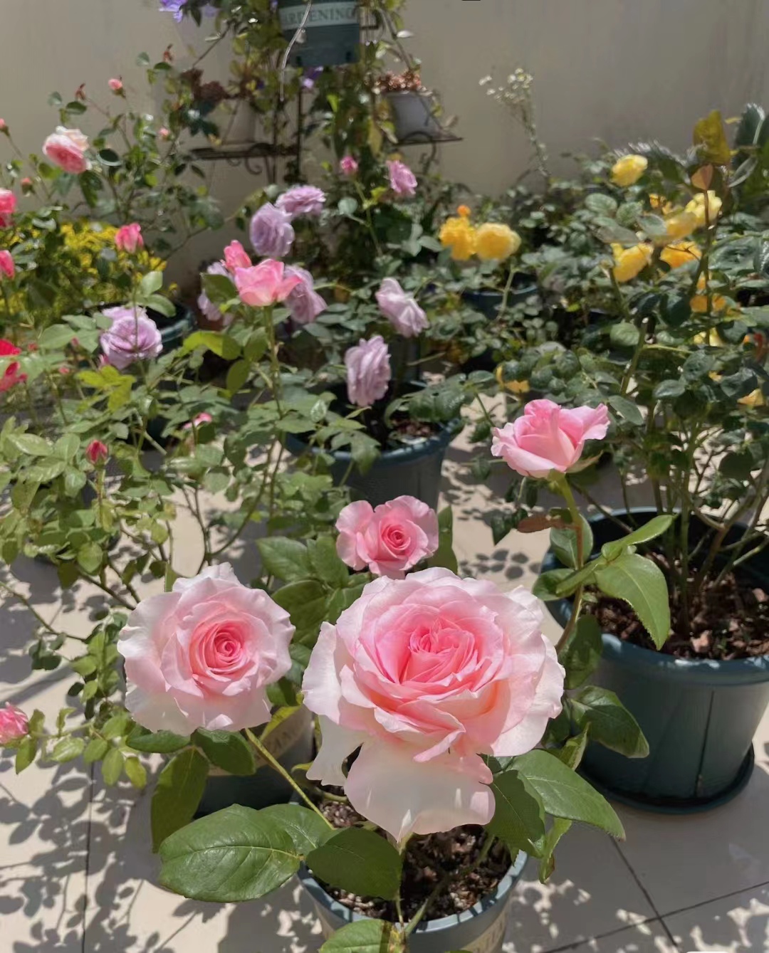 亚伯拉罕月季品种优缺点,爬藤月季品种的优缺点