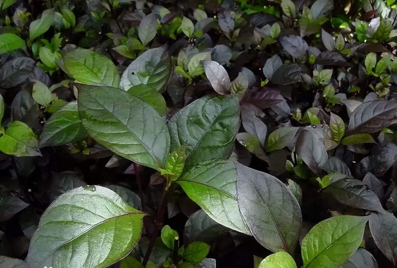植物识别小口诀，总结的太全了！