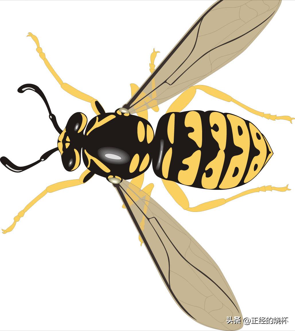 马蜂的习性有多可怕,马蜂习性的特点是什么