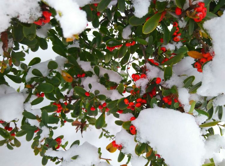 今年数九天冷不冷,今年数九冷不冷啊