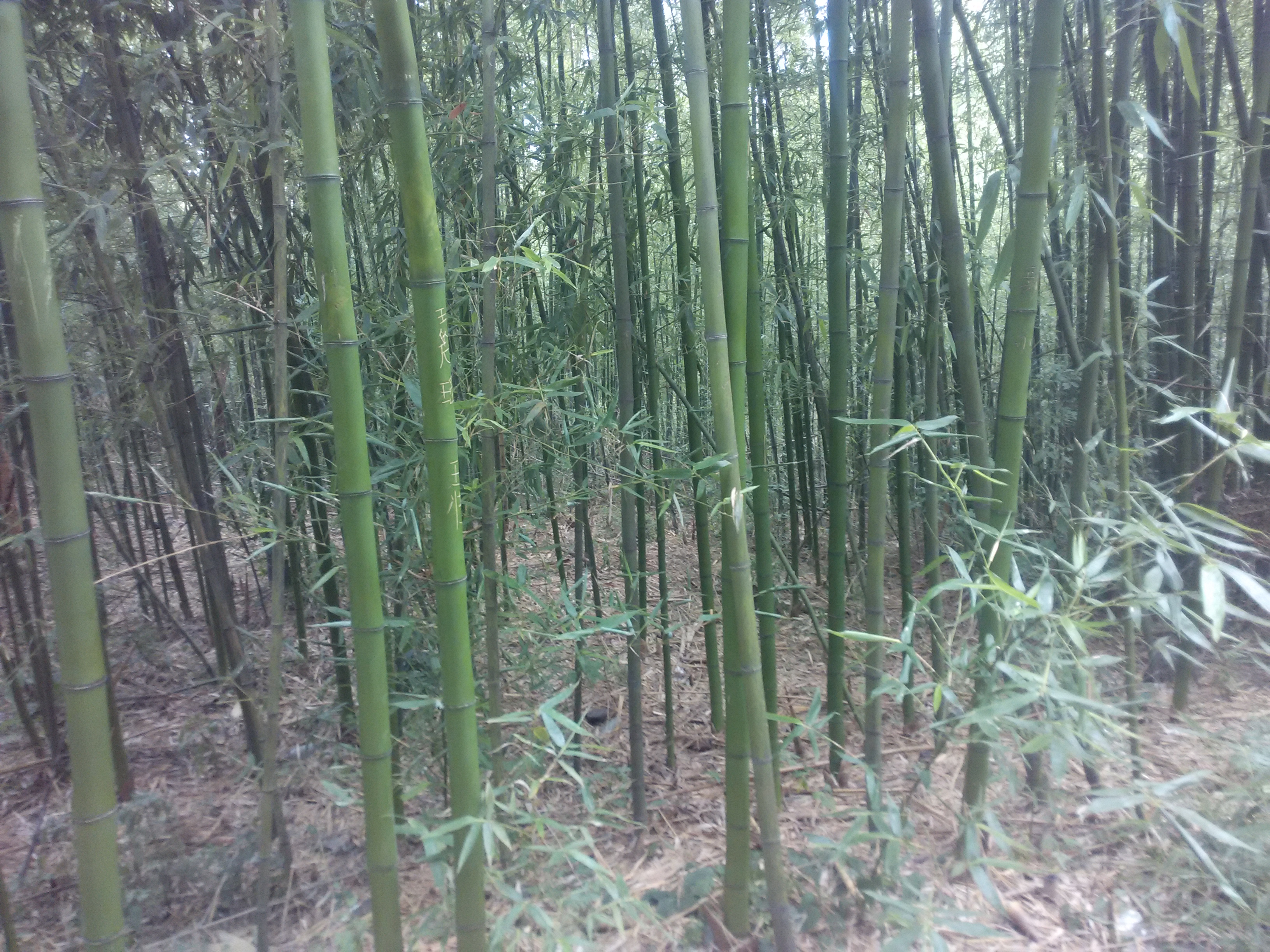 绿色城堡,绿色的城堡壁纸