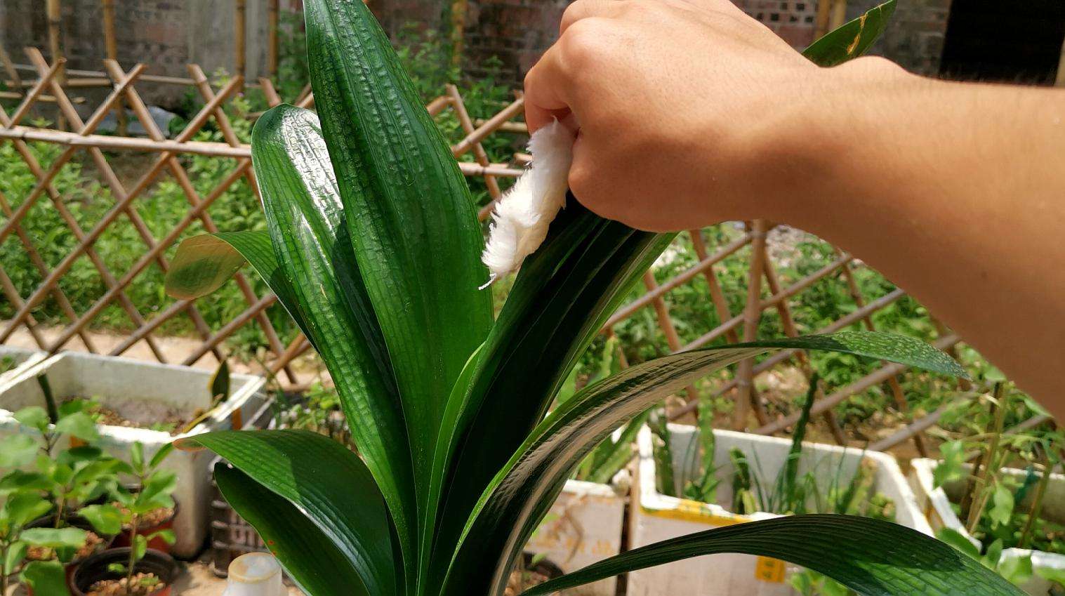 君子兰怎么摆放叶子不会长歪视频,君子兰在东阳台和南阳台正确摆放