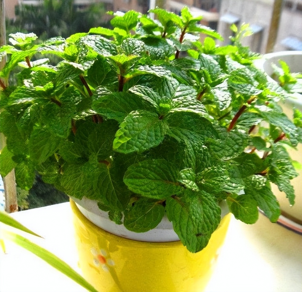 种什么盆栽助睡眠最好养,最适合懒人养的8种植物