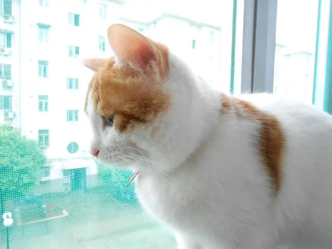 公猫绝育需要注意些什么,公猫绝育不戴项圈怎么办