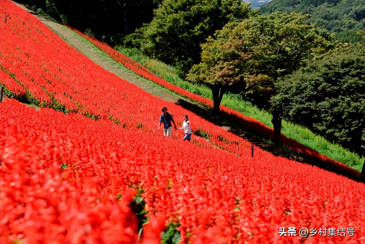 日本亲子农场主题乐园,日本妈妈牧场成功的原因