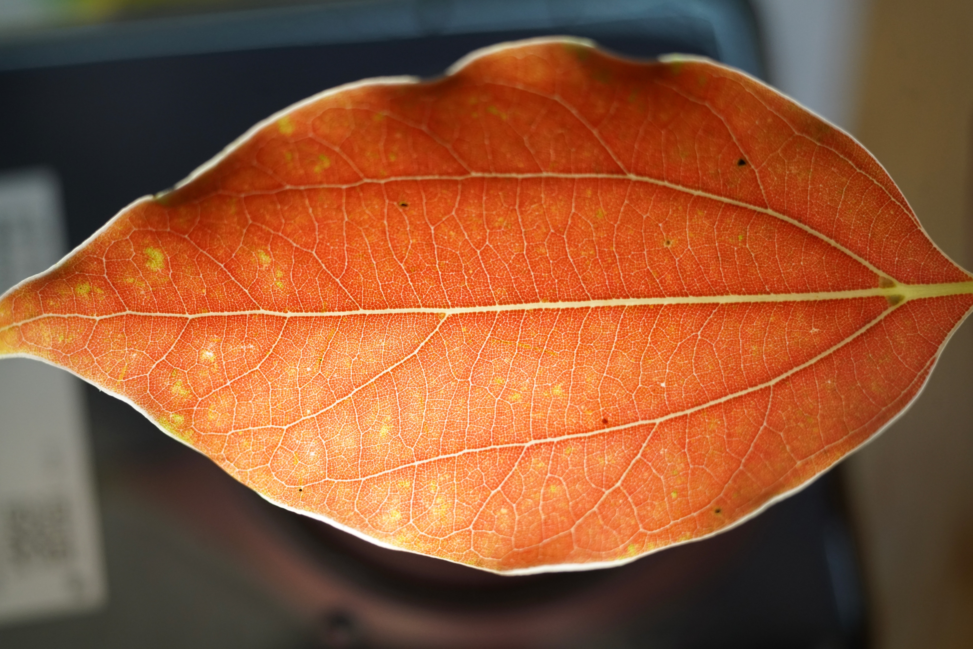 takumar55mm闀滃ご,takumar50mmf1.4闀滃ご