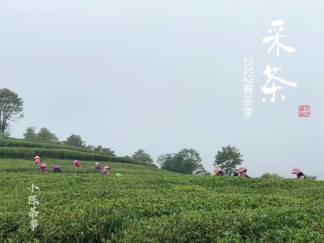 白茶闻着啥味,白茶好闻不