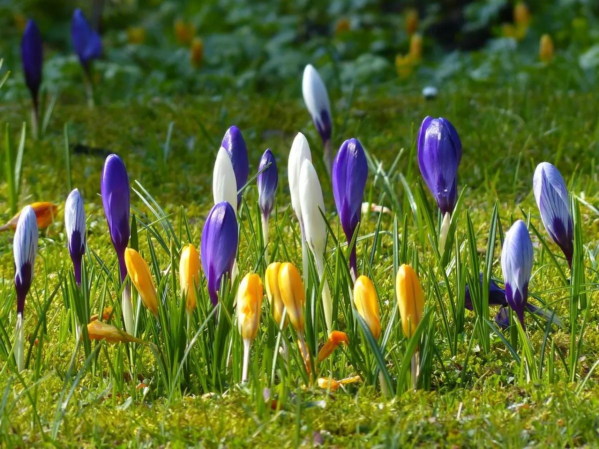 春夏之交，越来越多的花含苞欲放，这一百种娇媚蓓蕾真是美不胜收