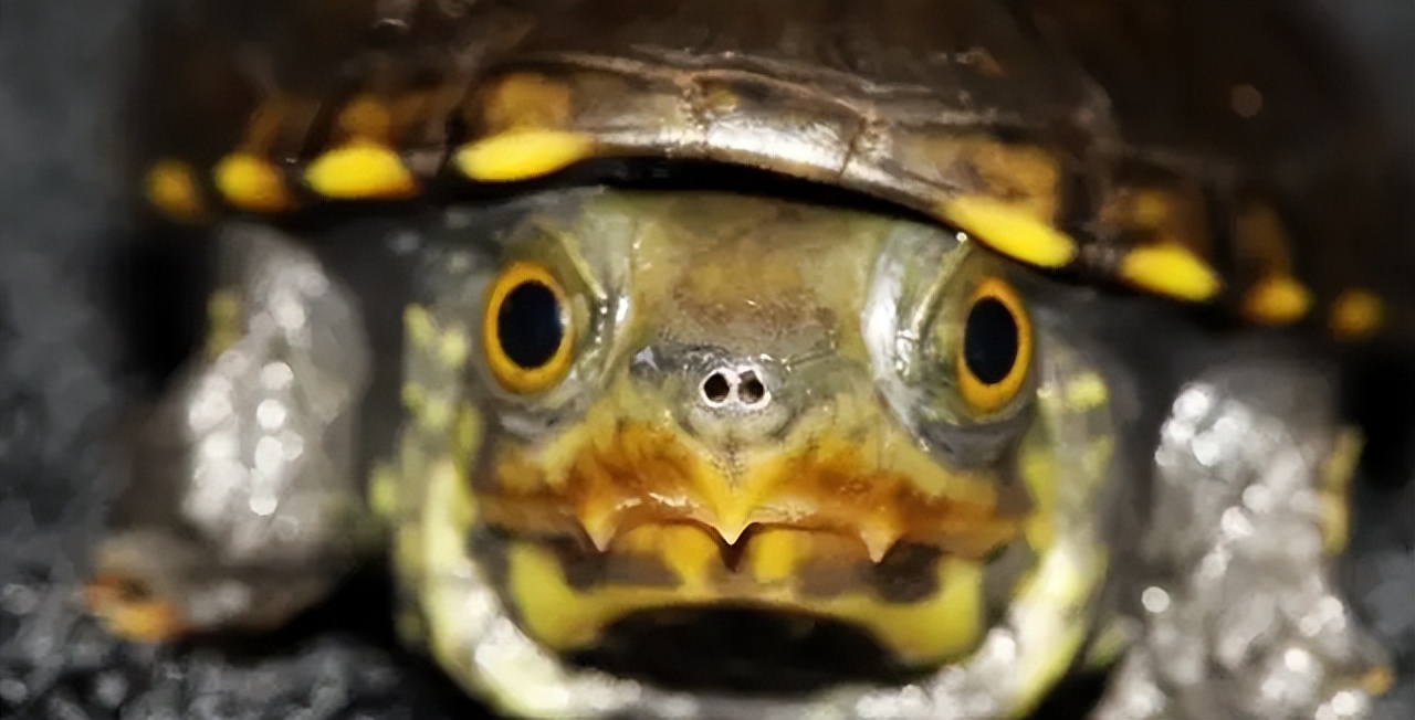 乌龟腐皮腐甲是什么原因,聚维酮碘治疗乌龟腐甲腐皮