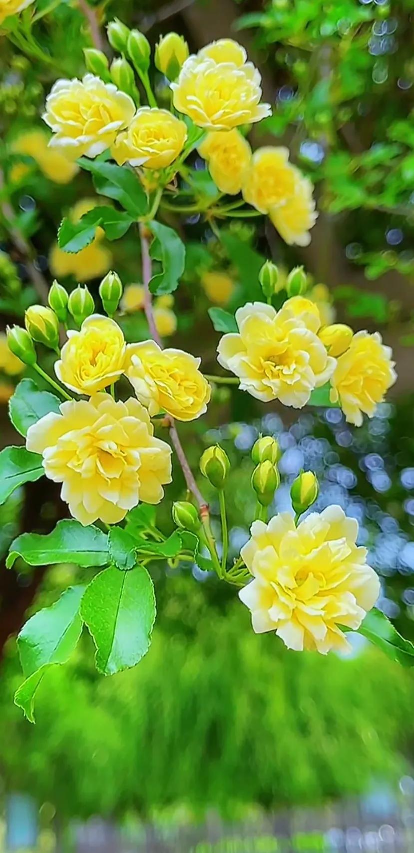 黄木香花的图片大全欣赏,怡人木香花图片欣赏