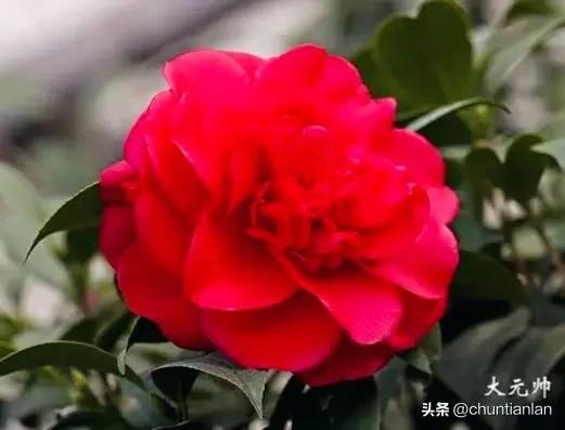 山茶花纯音乐,山茶花