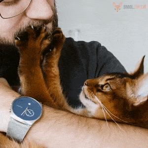 养猫首选这几种猫既便宜又好养,养猫最建议养什么猫