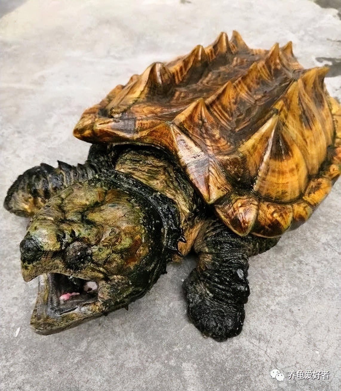 饲养大龟不欺负小龟,大龟与小龟一起养小龟会不会受伤