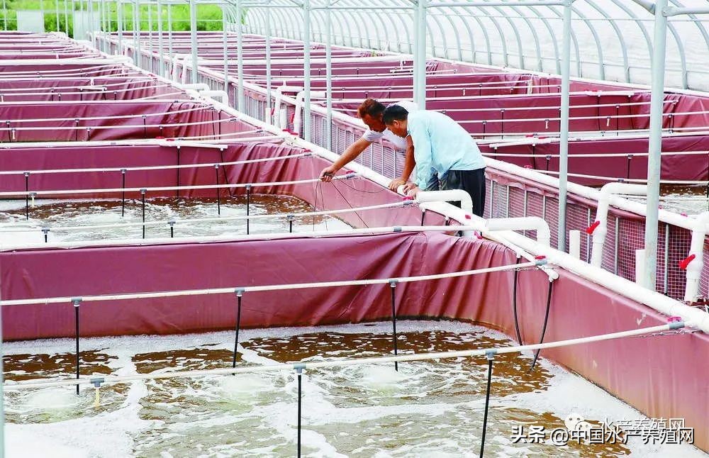 200平室内养殖致富项目,新手养殖4亩白对虾成本多少钱