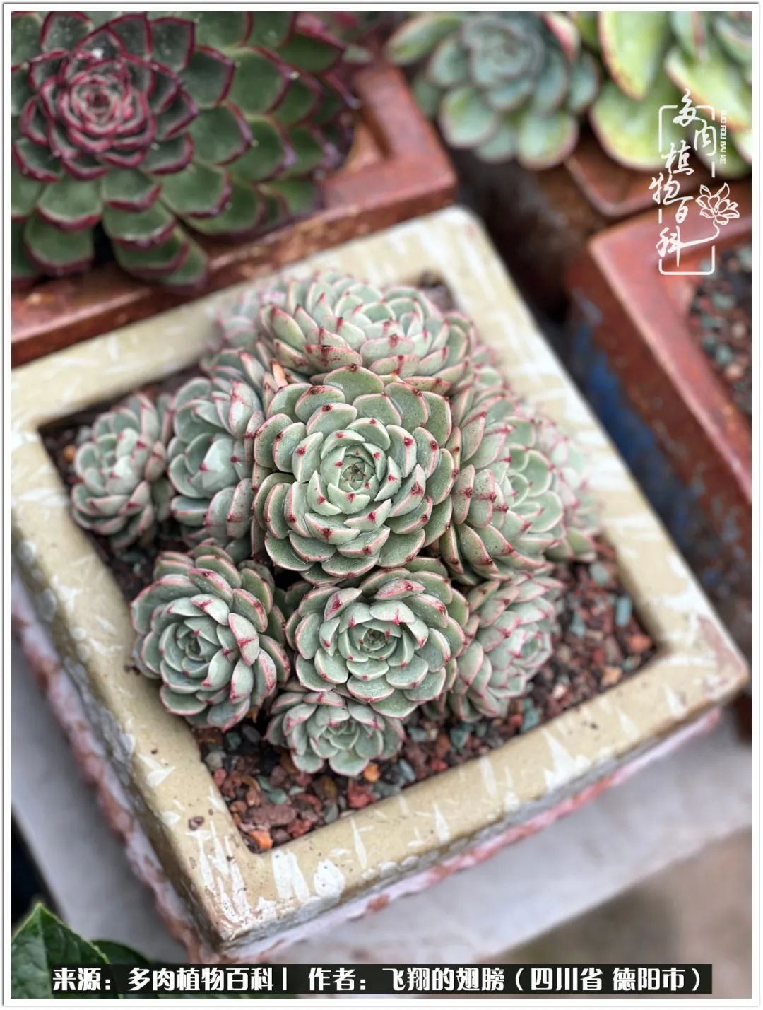 多肉的正确养殖方法冬天怎么养活,多肉怎么养活而且长得快且好看