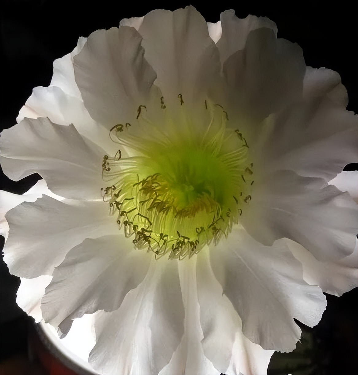 200种·仙人球开花图鉴，大开眼界，美到爆