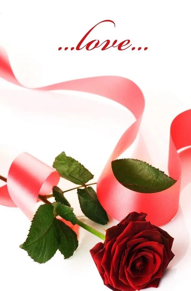 520浪漫玫瑰花壁纸,红玫瑰花壁纸大图