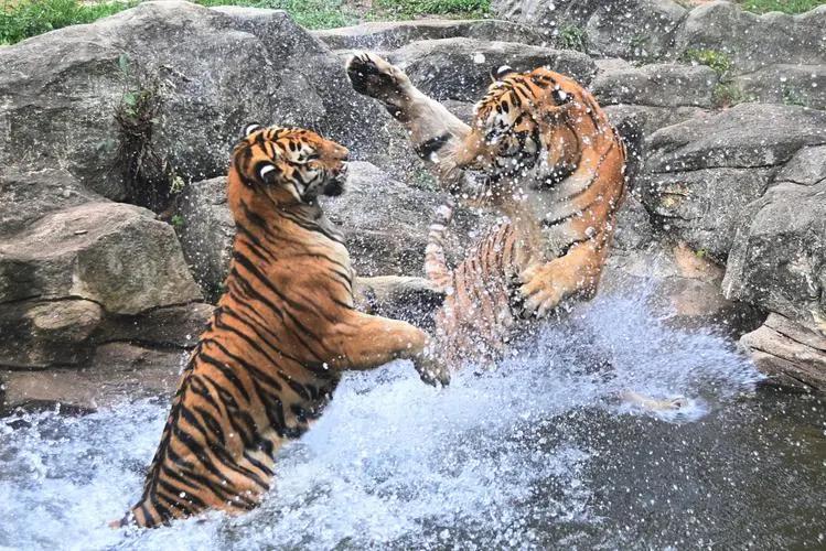 天气热动物园老虎,动物园里的老虎和野生老虎