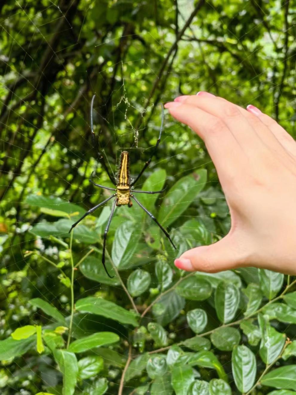 端午假期光明活动超精彩！音乐live、摘荔枝、包粽子……等你解锁！