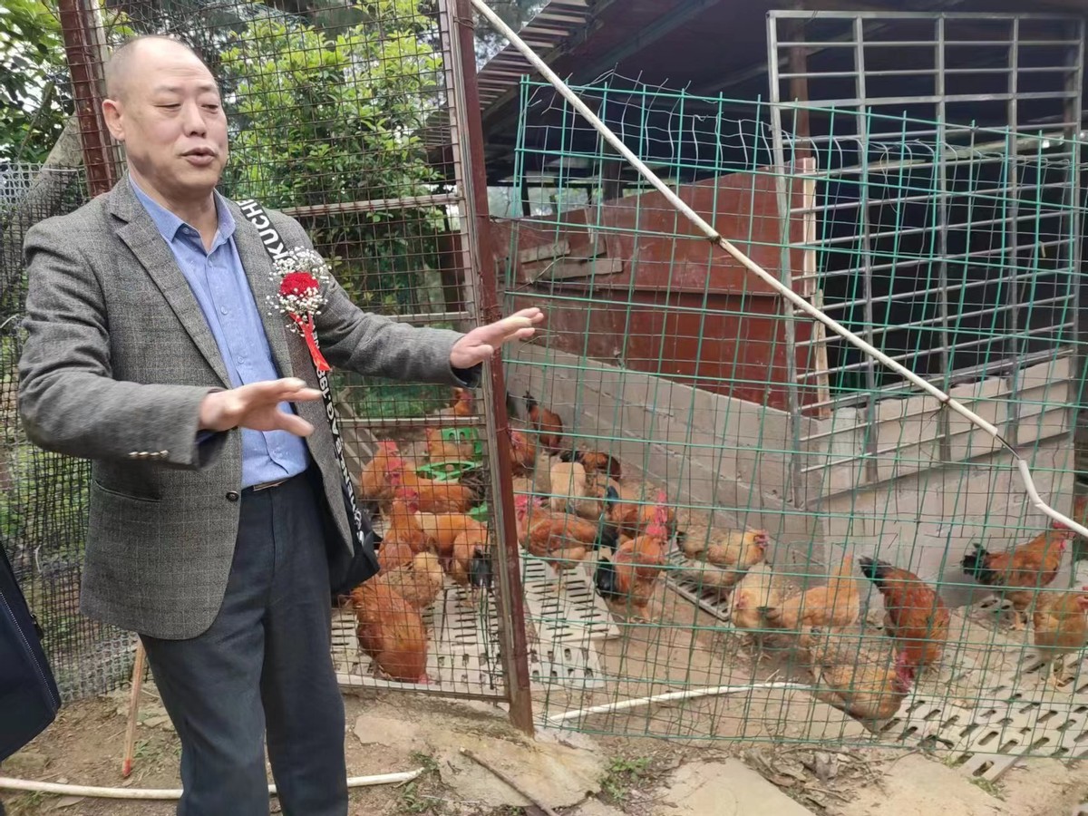 贵州百姓有口福了福梁香鸡正式上市