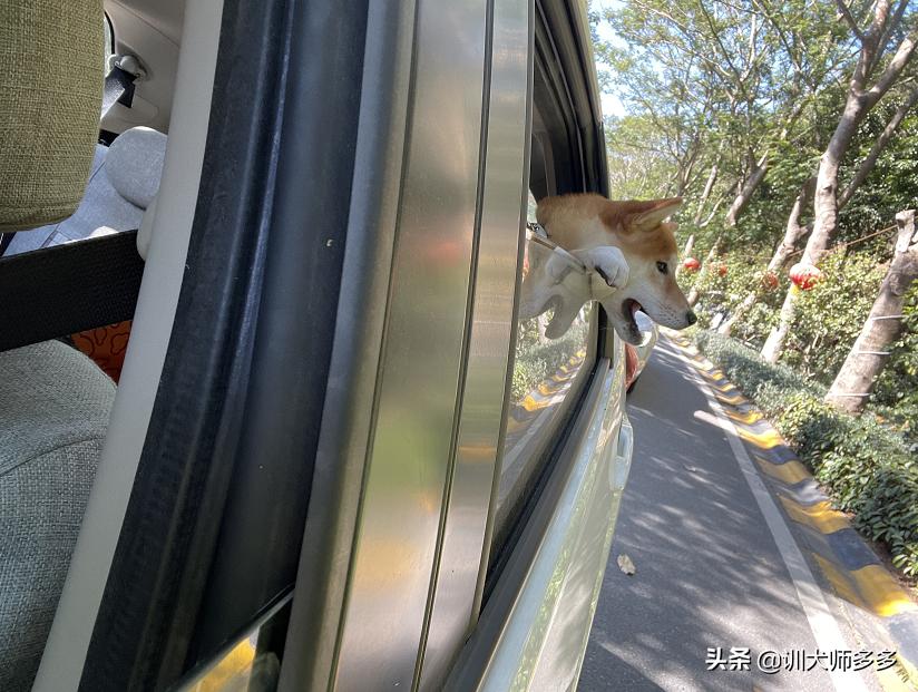 狗狗极度胆小敏感,如何训练敏感胆小的狗狗