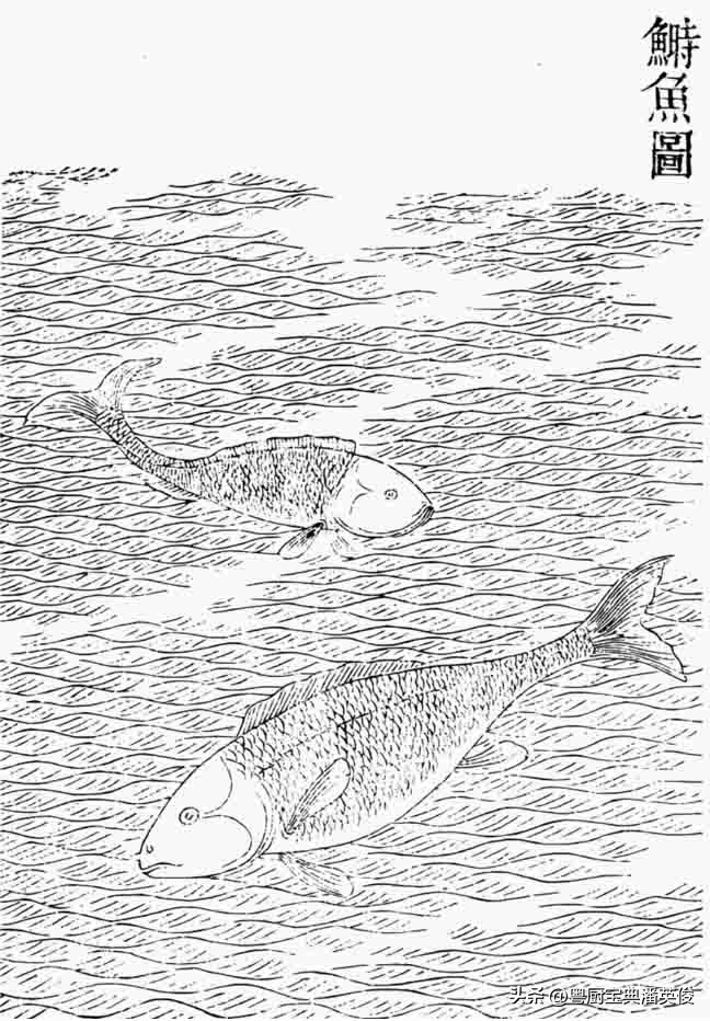 海鱼鳊鱼都是什么鱼,正宗鳊鱼是什么鱼