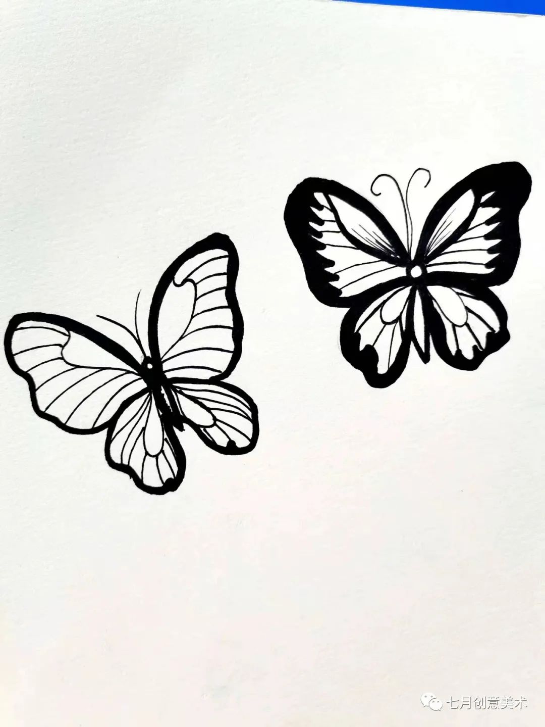 蝴蝶标本挂在墙上,蝴蝶标本制作方法