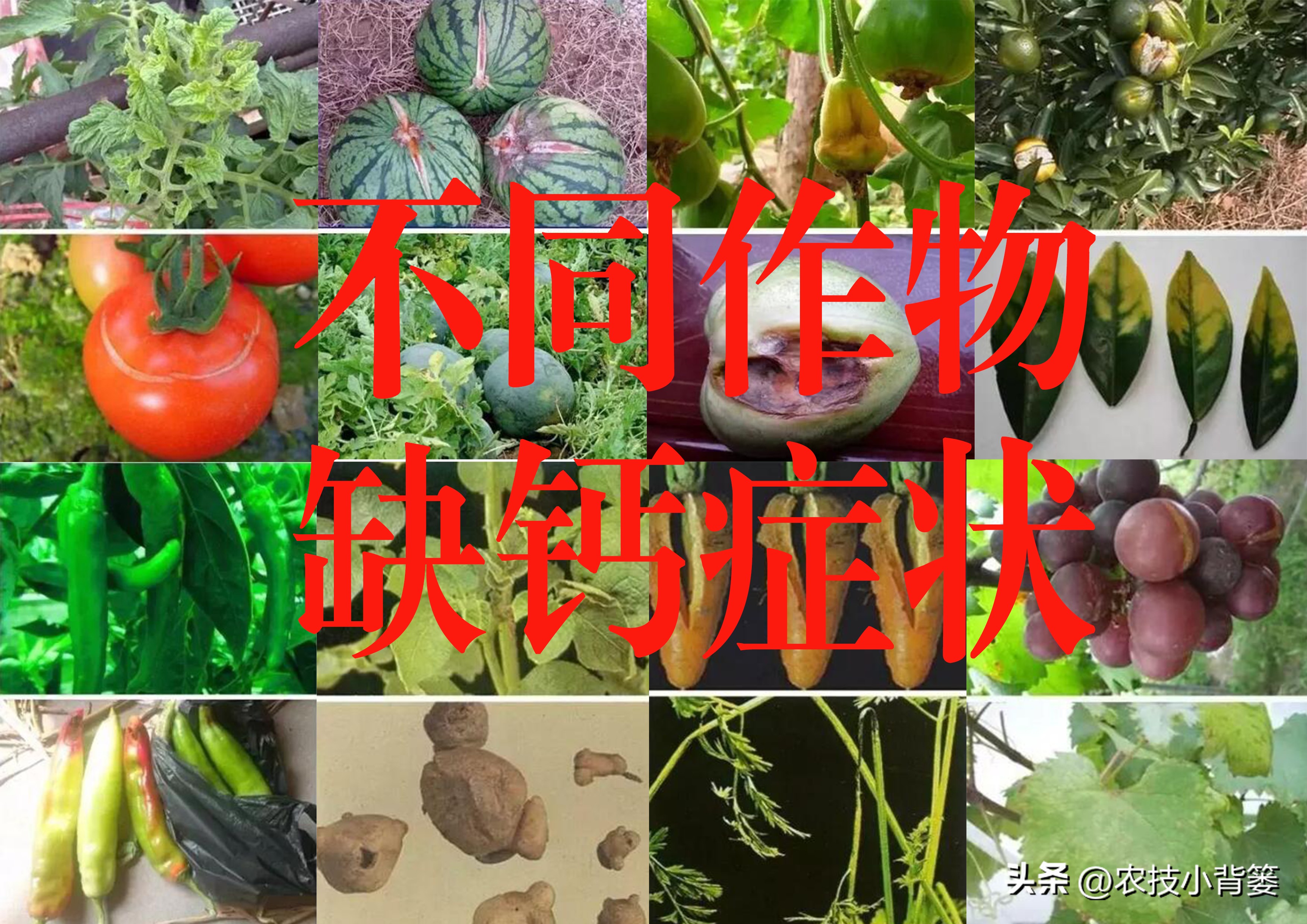 果树缺钙吃什么钙肥好,哪种肥料容易引起钙流失