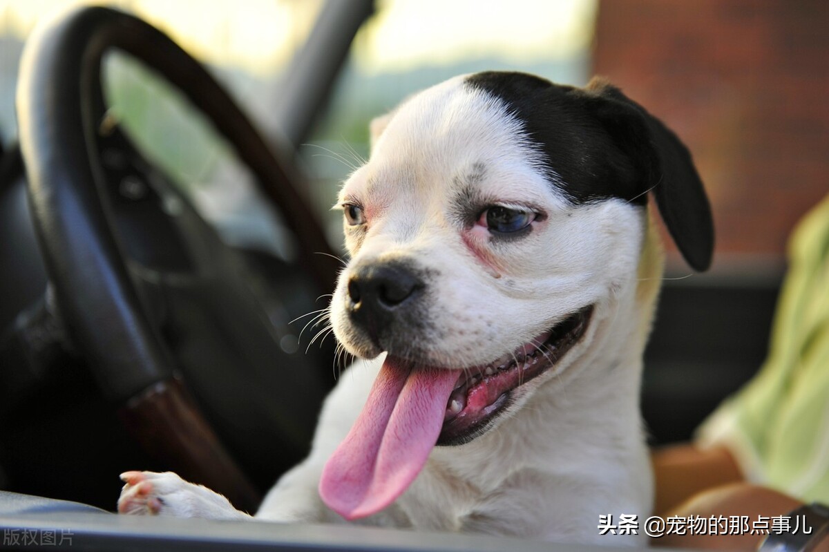 去一次宠物医院处理伤口多少钱,去宠物医院一次要多少钱