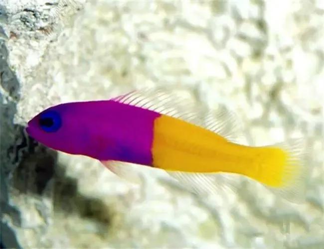 各种漂亮鱼的名称及图片,漂亮可爱的海水观赏鱼