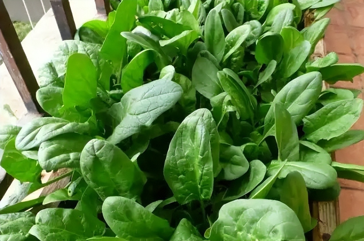 阳台种菜的方法和技巧大全集,阳台种菜的方式和技巧