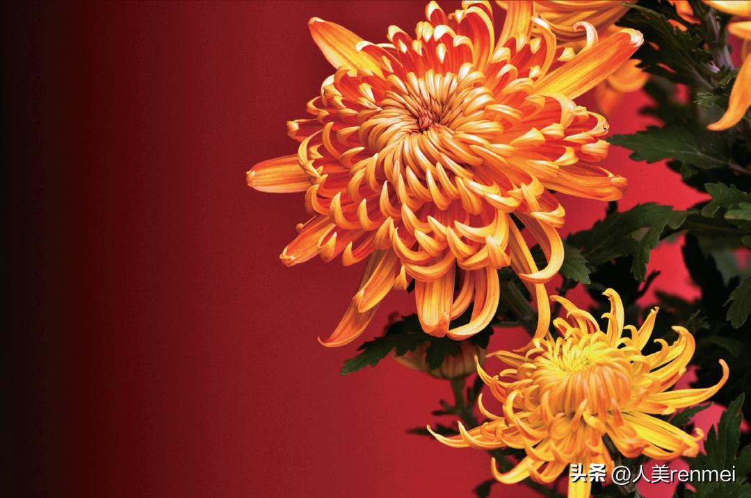 每周一堂美育课|《花中君子——菊》