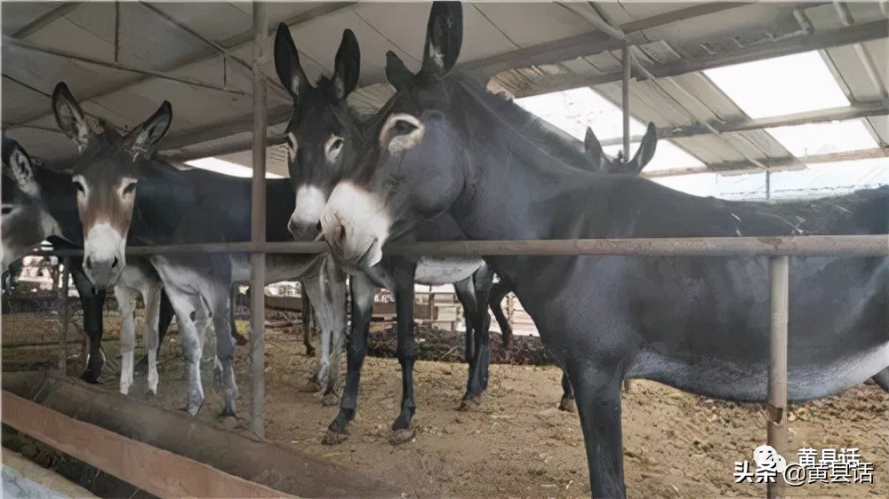 阑尾炎是喝酒喝的吗,阑尾炎和喝酒有关吗