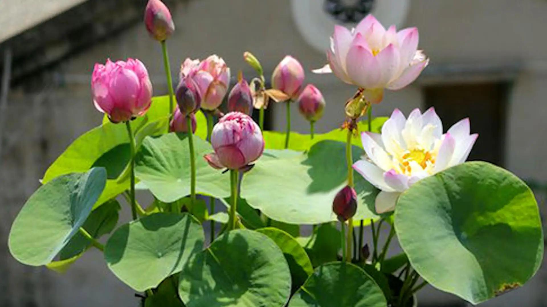 5种花不怕旱就怕涝,抽水机总是显示缺水漏水什么原因