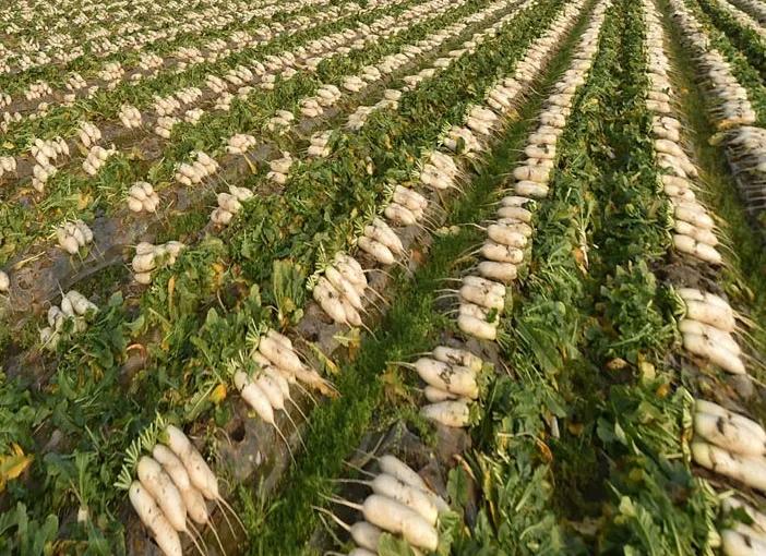 再穷不耕丈人田再穷不打亲戚工,为什么有穷死不耕丈人田的说法