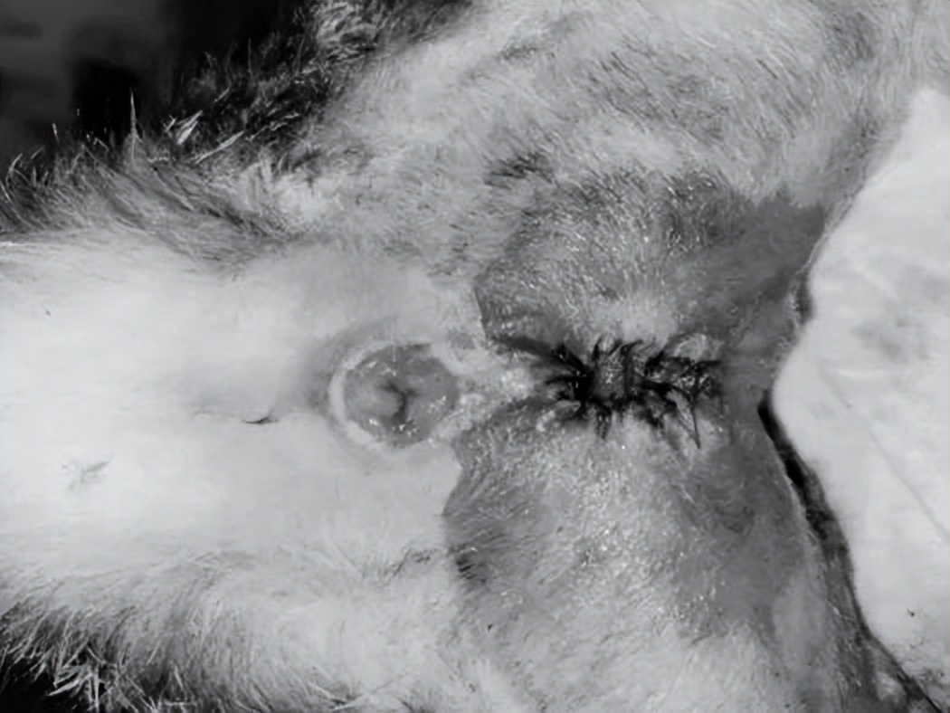 怎么预防猫咪尿路问题,铲屎官必看猫咪小技巧