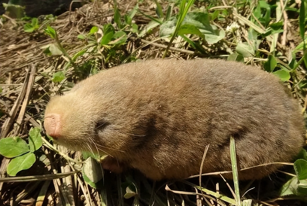 人工养殖老鼠能干嘛,养殖老鼠能致富吗