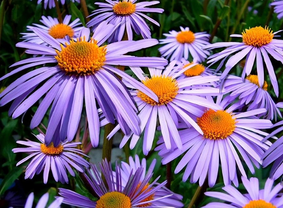 推荐几种颜值高又好养的室内花卉,8种容易开花又好养的庭院花卉