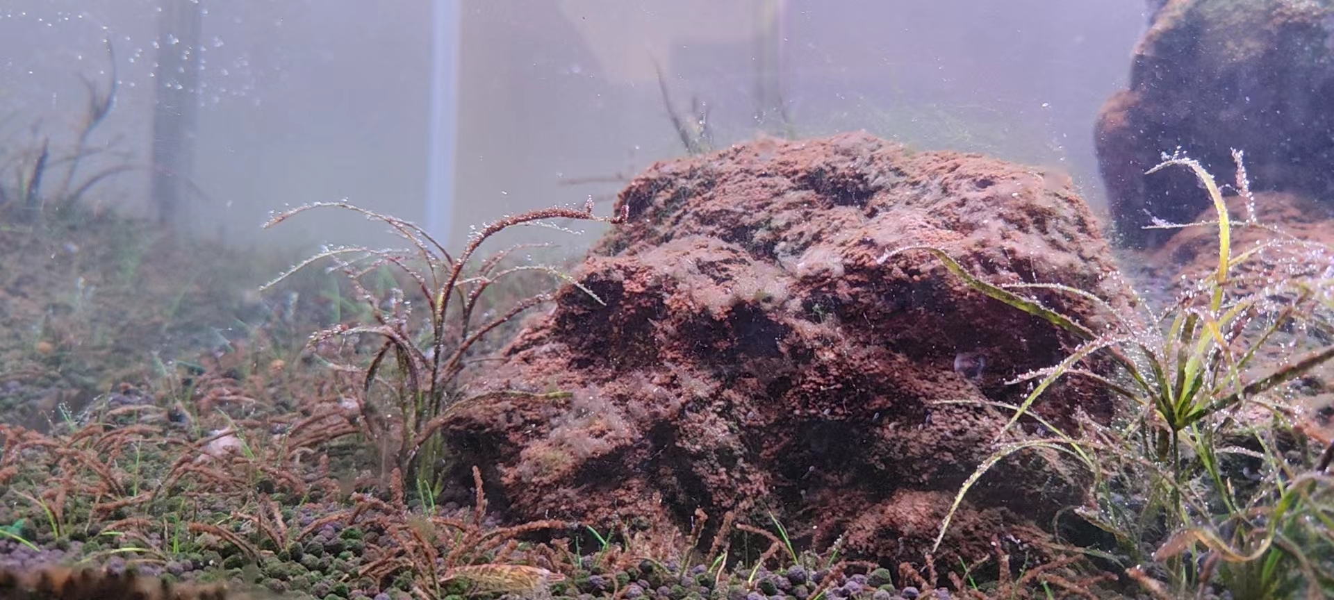 七彩水草缸怎么抑制藻类,水草缸怎么治疗水霉