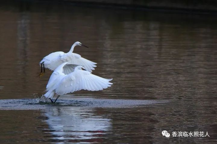 五年级第一单元我的心爱之物书,我的心爱之物小熊笔袋作文五年级