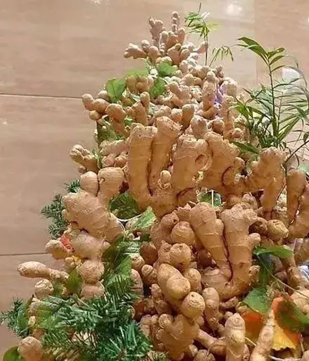生姜的盆栽养殖方法,家庭盆栽生姜的技术